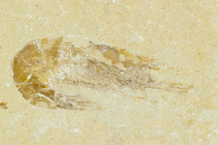 Cretaceous Fossil Shrimp - Lebanon #123952